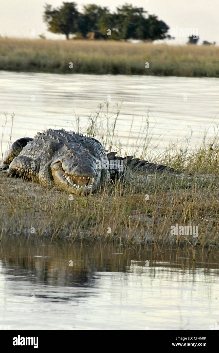 Krokodil am Ufer eines Flusses. Savuti Maun, Moremi, Xakanaxa Stockfoto