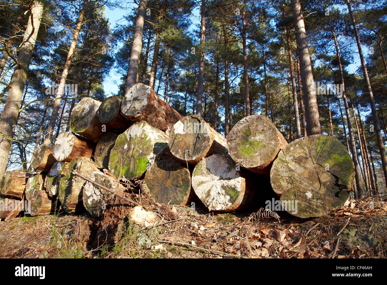 Gestapelte Protokolle in einem kommerziellen Kiefernwald Stockfoto