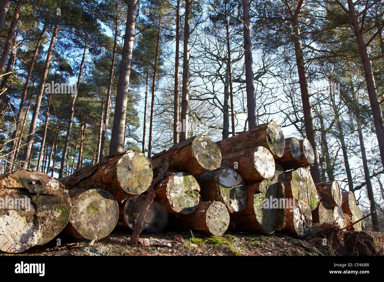 Gestapelte Protokolle in einem kommerziellen Kiefernwald Stockfoto