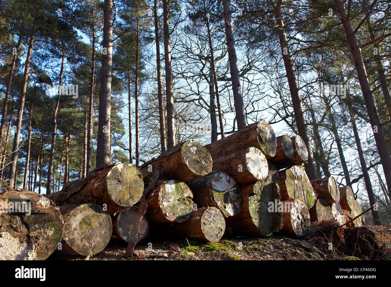 Gestapelte Protokolle in einem kommerziellen Kiefernwald Stockfoto