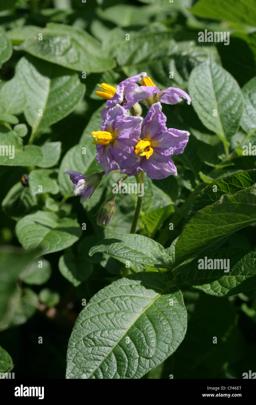 Potato blüht, Solanum Tuberosum, Solanaceae. Ursprünglich aus den Anden Südamerikas. Stockfoto