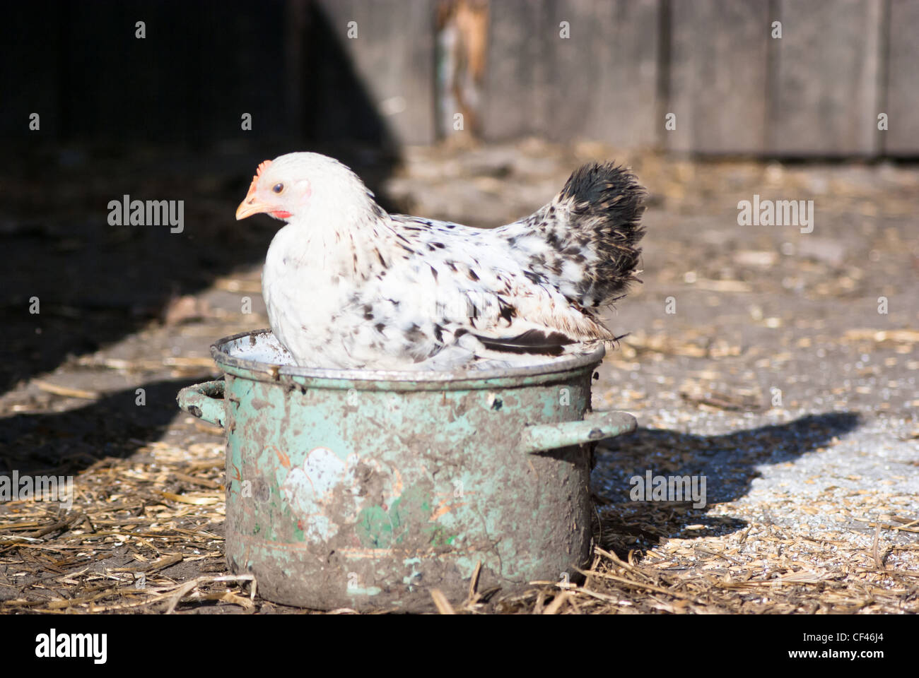 Bild zeigt Natur Bauernhof Hühner auf der Suche nach Nahrung, Tier-Reihe Stockfoto