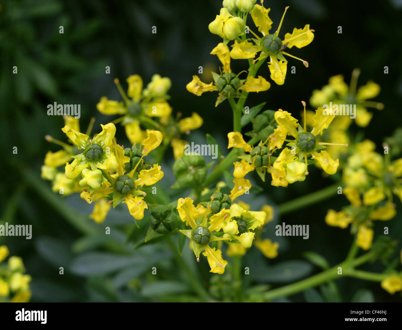 Gemeinsame oder Garten Rue, Ruta Graveolens, Rutaceae. Auch bekannt als Kraut der Gnade, Herbygrass, Meadow Rue, Ruda, Rue Weinkraut. Stockfoto