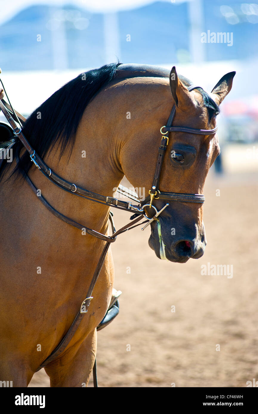 Szene aus der Feb 2012 Scottsdale, Az, Arabian Horse Show Stockfoto