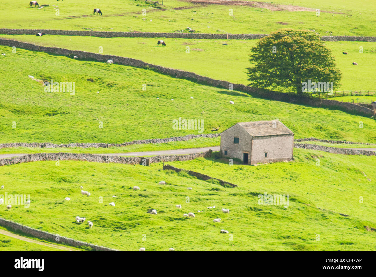 Dy Steinmauern und traditionellen Scheunen in der Hope Valley Stockfoto