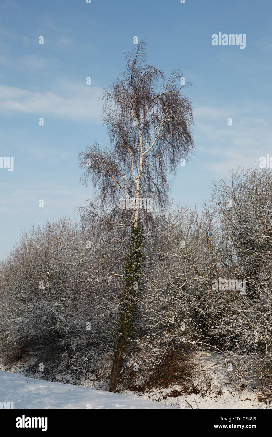 Silver Birch im winter Stockfoto