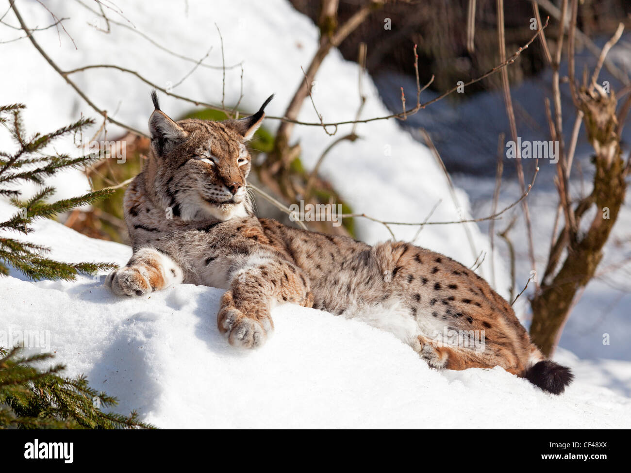 Luchs / Lynx Lynx Stockfoto