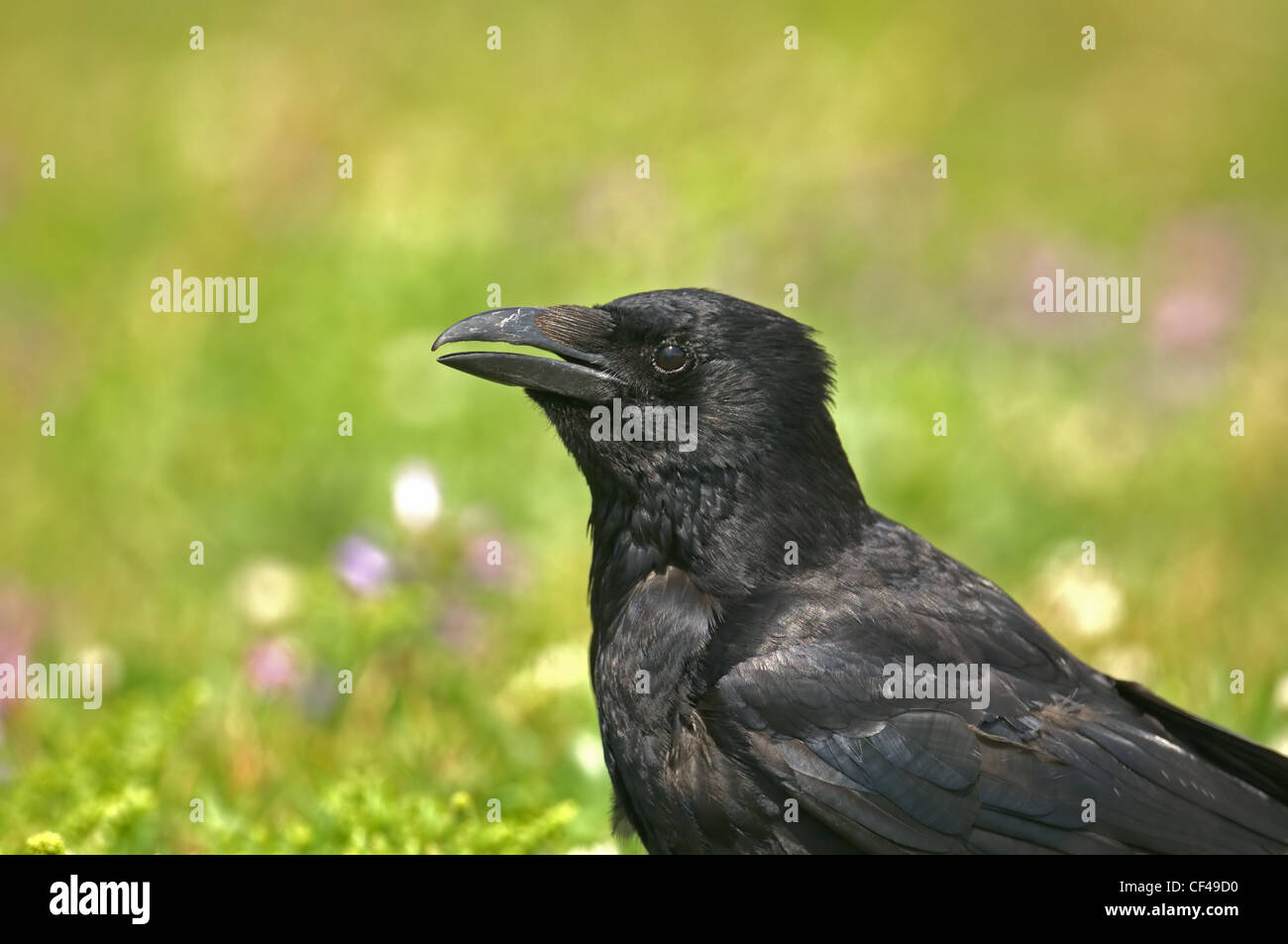 AAS-Krähe Corvus Corone unter Blumen UK Stockfoto