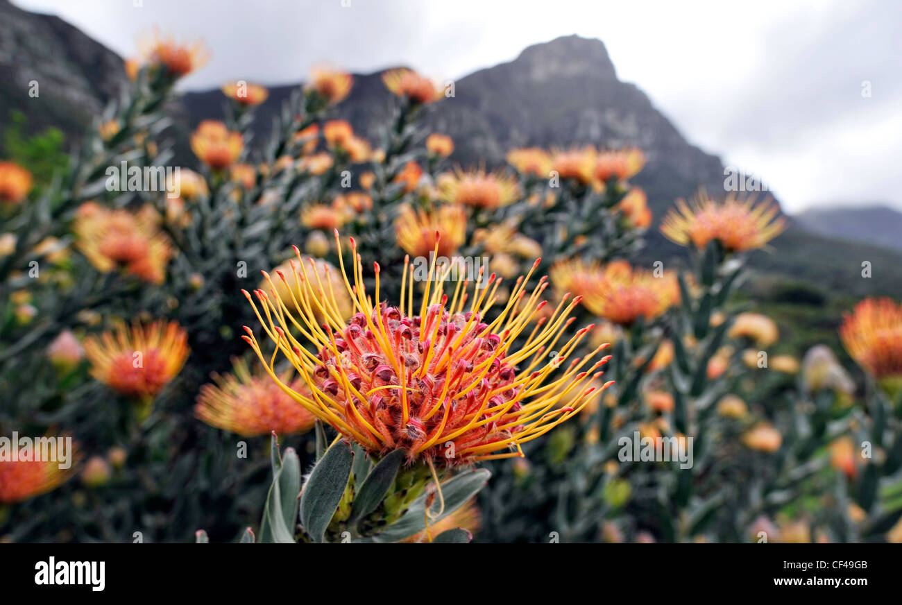 Nadelkissen Protea Blüten Kirstenbosch Gardens Kapstadt Südafrika Stockfoto