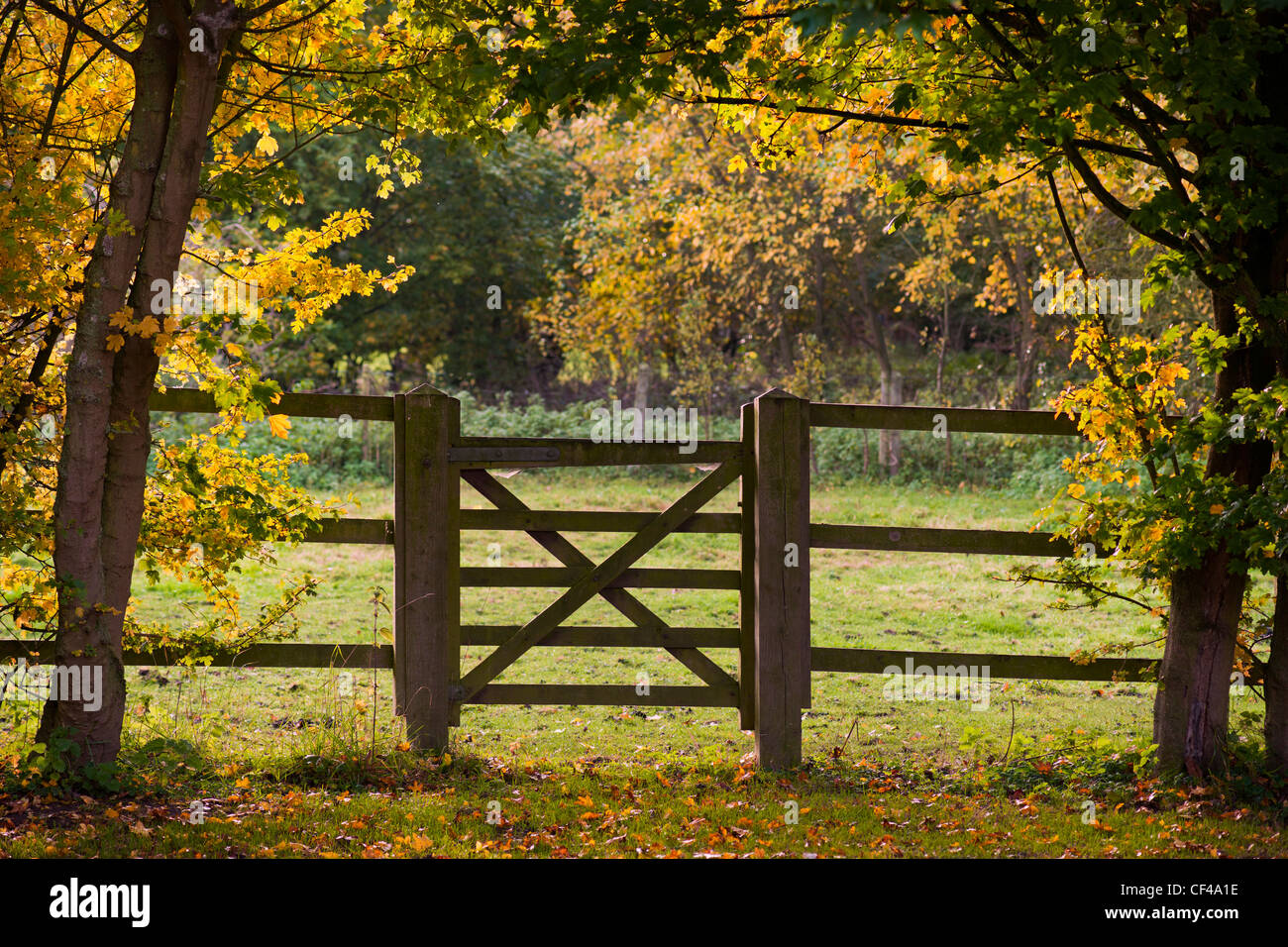 Eine fünf bar Tor von herbstlichen Bäumen umrahmt. Stockfoto