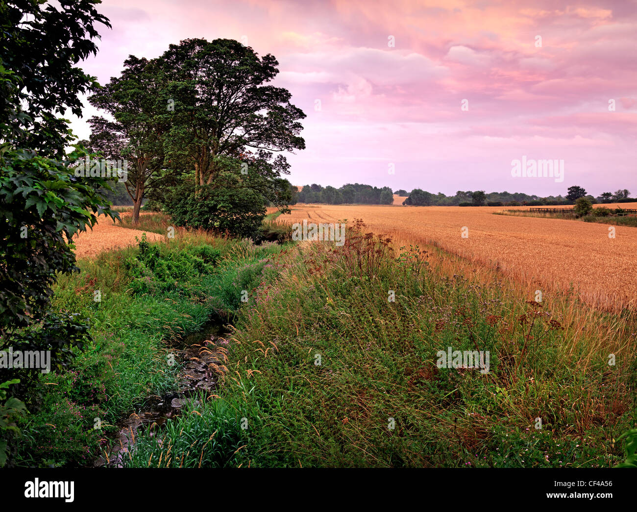 Spätsommer-Abend Blick über ein Weizenfeld in der englischen Landschaft. Stockfoto
