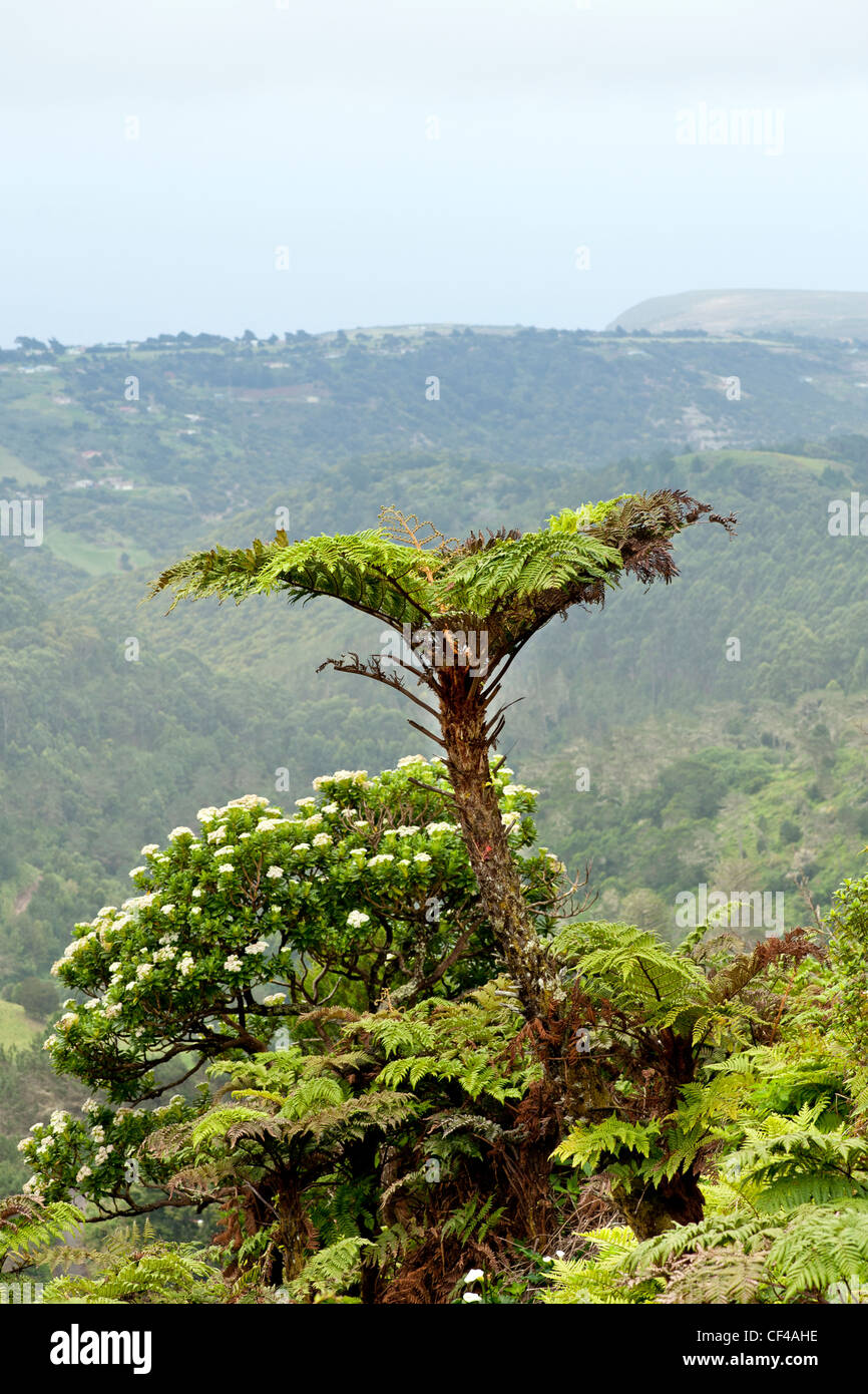 Baumfarn und schwarz Cabbage Tree Diana's Peak St Helena Insel im Südatlantik Stockfoto