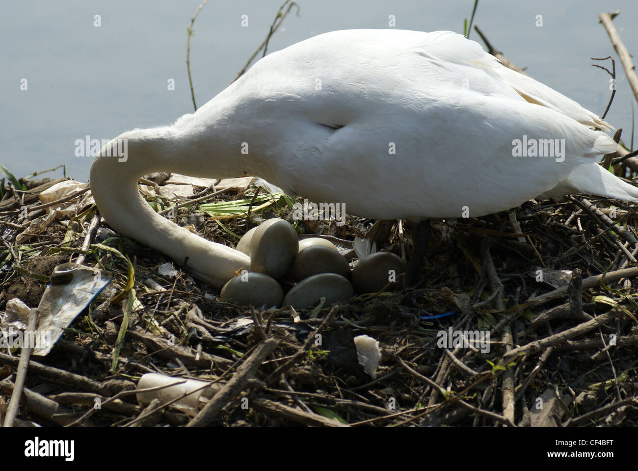 Ein Schwan neigt dazu, ihre Eier an einem Flussufer Stockfoto