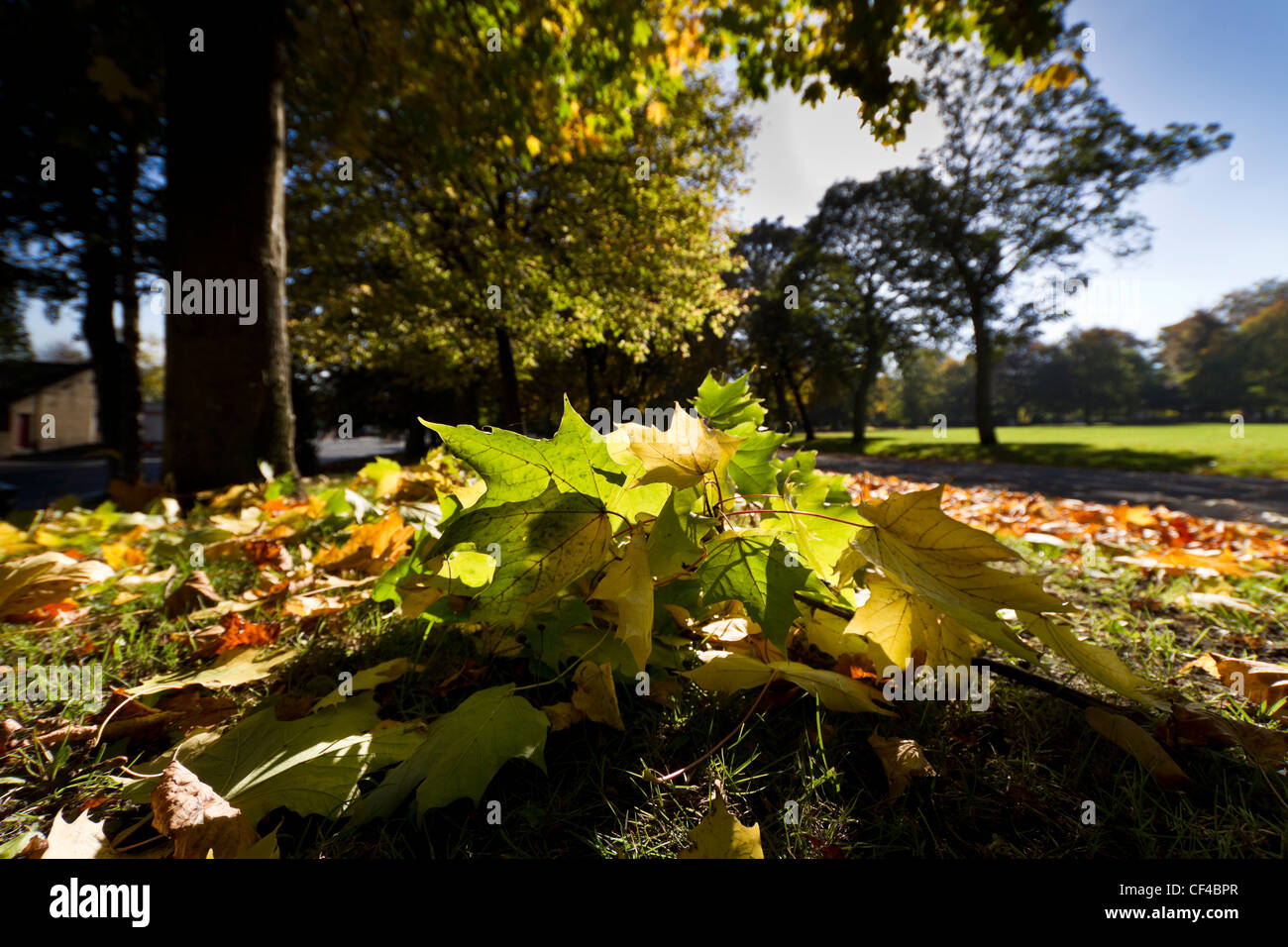 Herbstlaub im Lister Park, Bradford, West Yorkshire Stockfoto