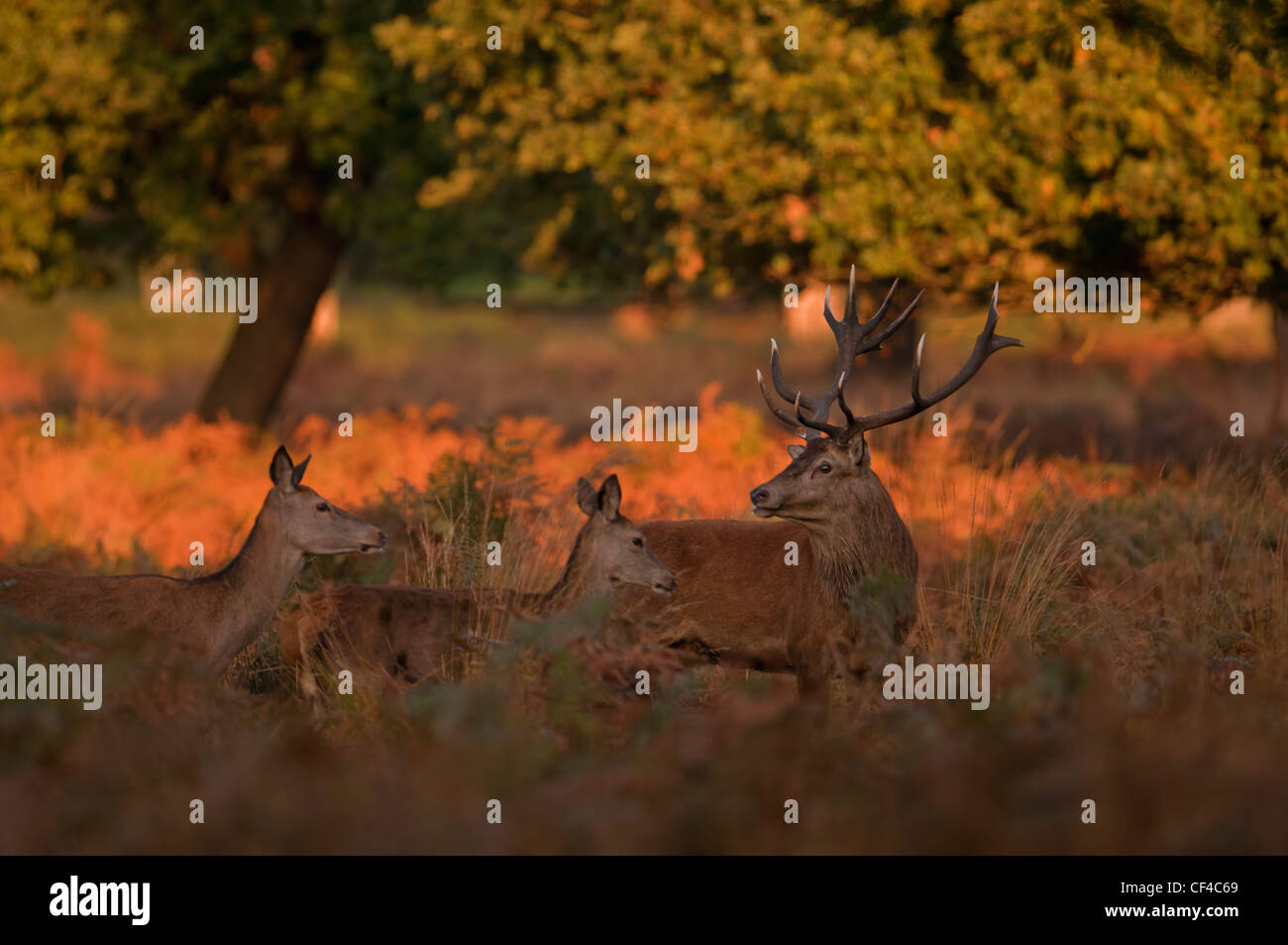 Rothirsch (Cervus Elaphus) Hirsch mit Hinds während der Brunft im Morgengrauen in Richmond park Stockfoto