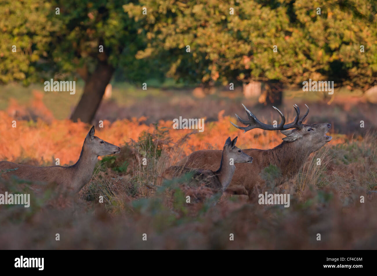 Rothirsch (Cervus Elaphus) Hirsch mit Hinds während der Brunft im Morgengrauen in RIchmond park Stockfoto