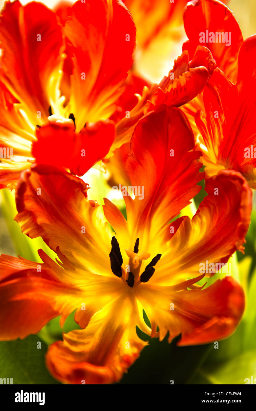 Papagei-Tulpen - lustige Frühlingsblumen mit gekräuselten und verdrehten Blüten in leuchtenden Farben - vertikales Bild Stockfoto