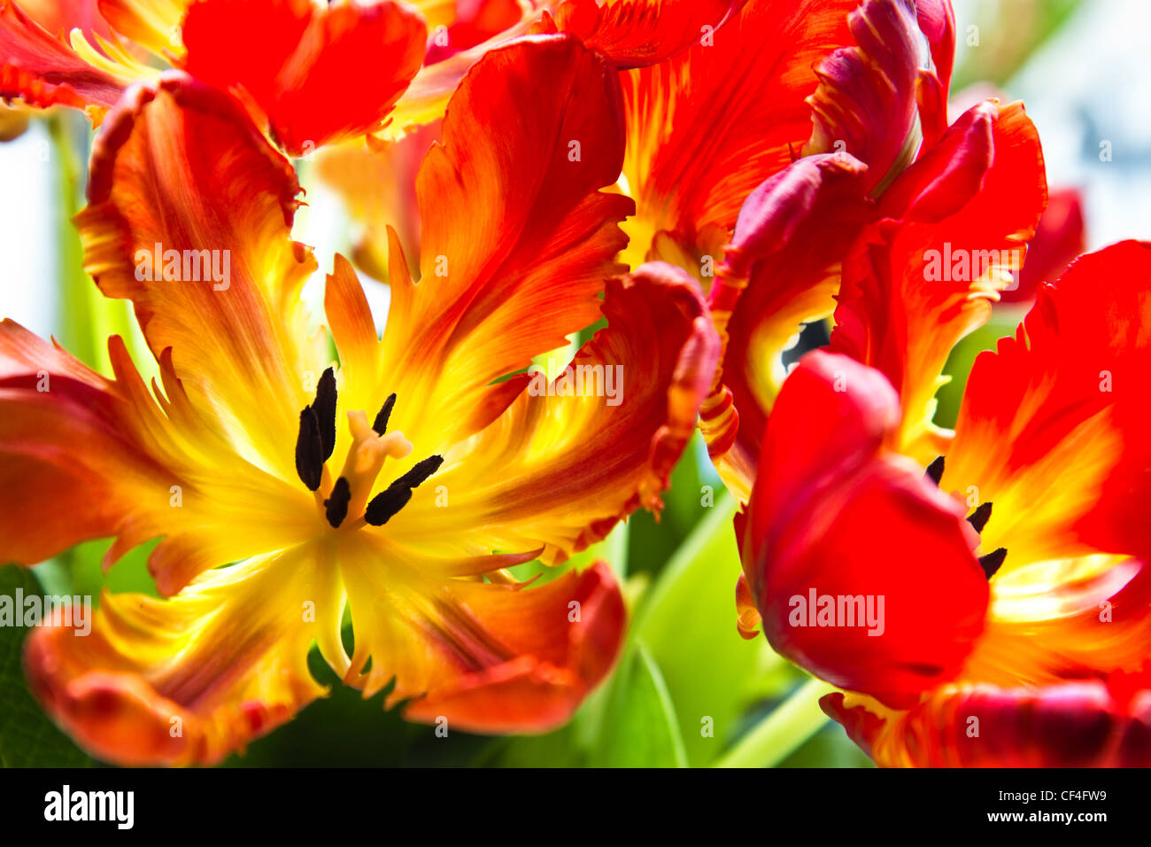 Papagei-Tulpen - lustige Frühlingsblumen mit gekräuselten und verdrehten Blüten in leuchtenden Farben - horizontales Bild Stockfoto