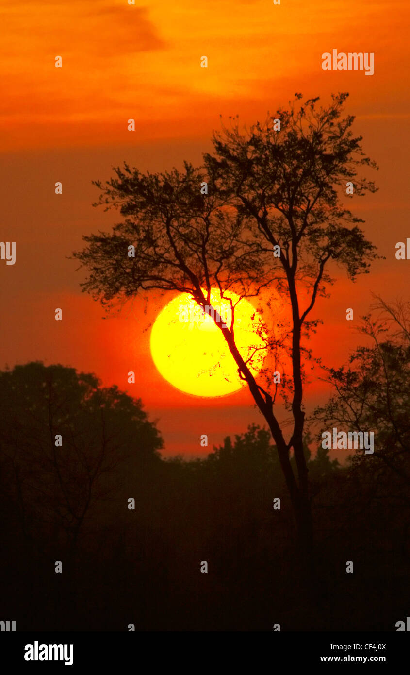 Silhouette Bäume gegen die riesige Kugel der untergehenden Sonne. Stockfoto