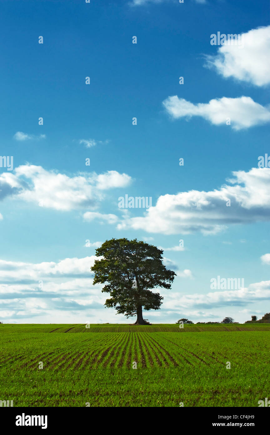 Ein einzelner großer Baum in einem grünen und braunen gestreiften Feld in der Nähe von Norwich. Stockfoto