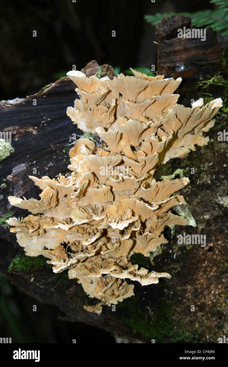 Pilze auf A Log In Manuel Antonio NP, Costa Rica Stockfoto