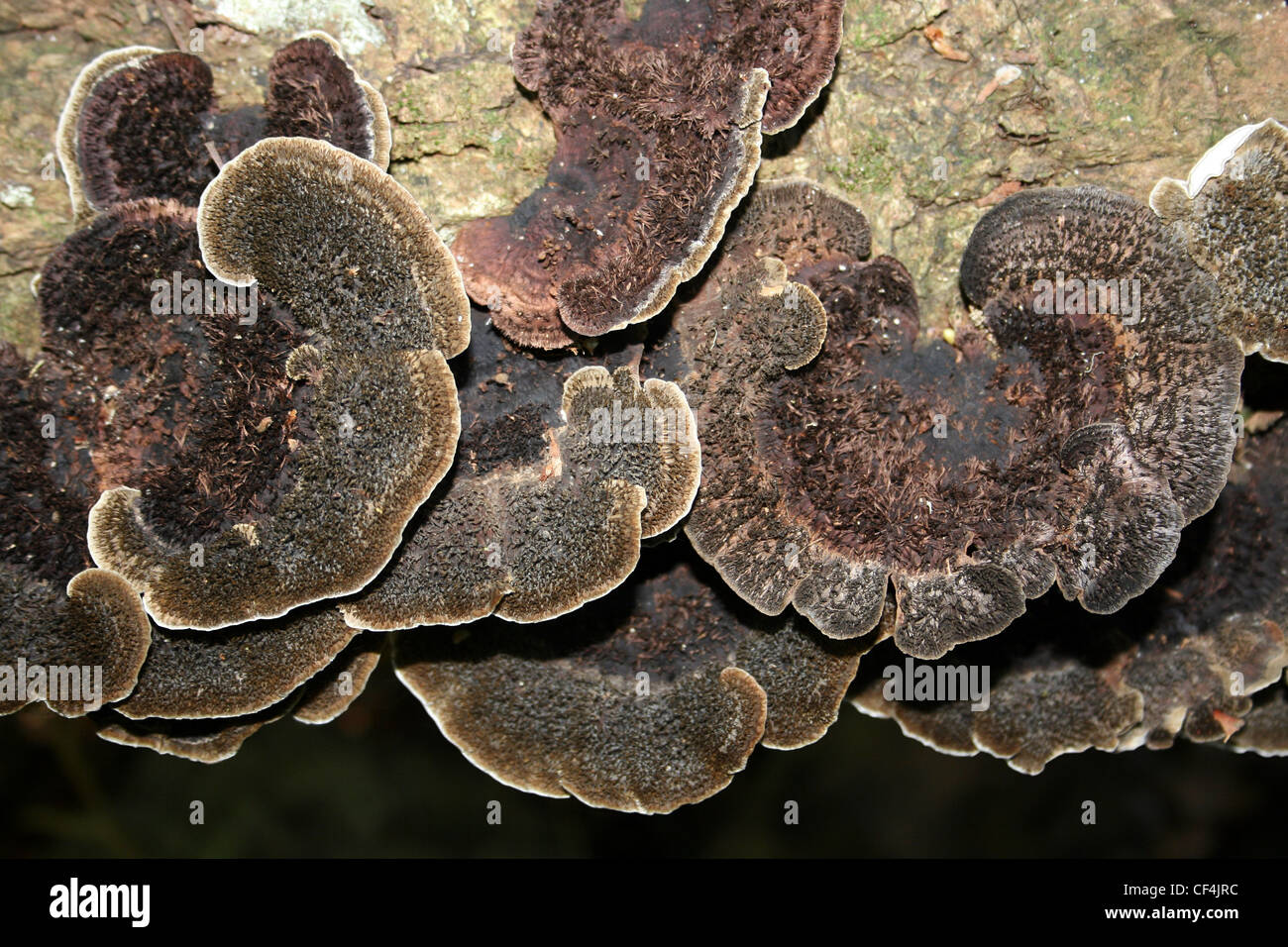 Pilze auf A Log In Manuel Antonio NP, Costa Rica Stockfoto