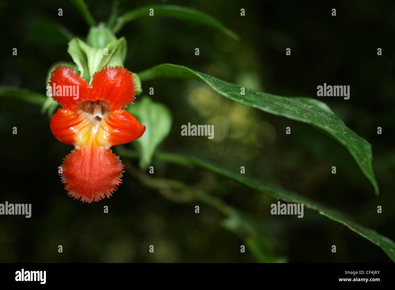 Zarte rote Blume "rymonia Rubra' in Monteverde Cloud Forest Reserve, Costa Rica Stockfoto