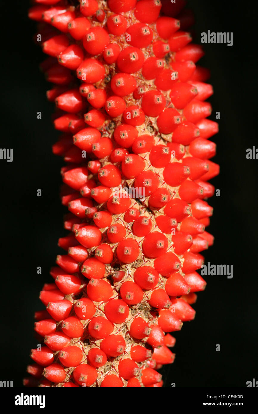 Rote Früchte von einer Wald-Pflanze - Anthurium Cordatum, Costa Rica Stockfoto