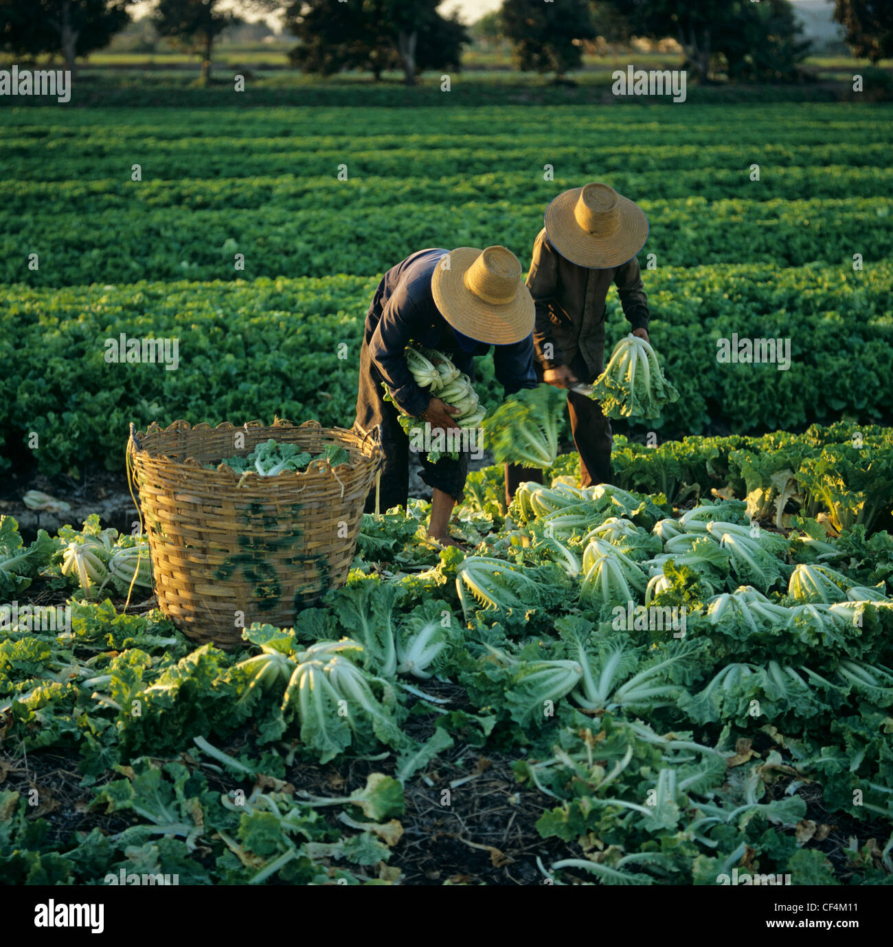 Ernte Chinakohl in den Gemüsefeldern im zentralen Tiefland von Thailand Stockfoto