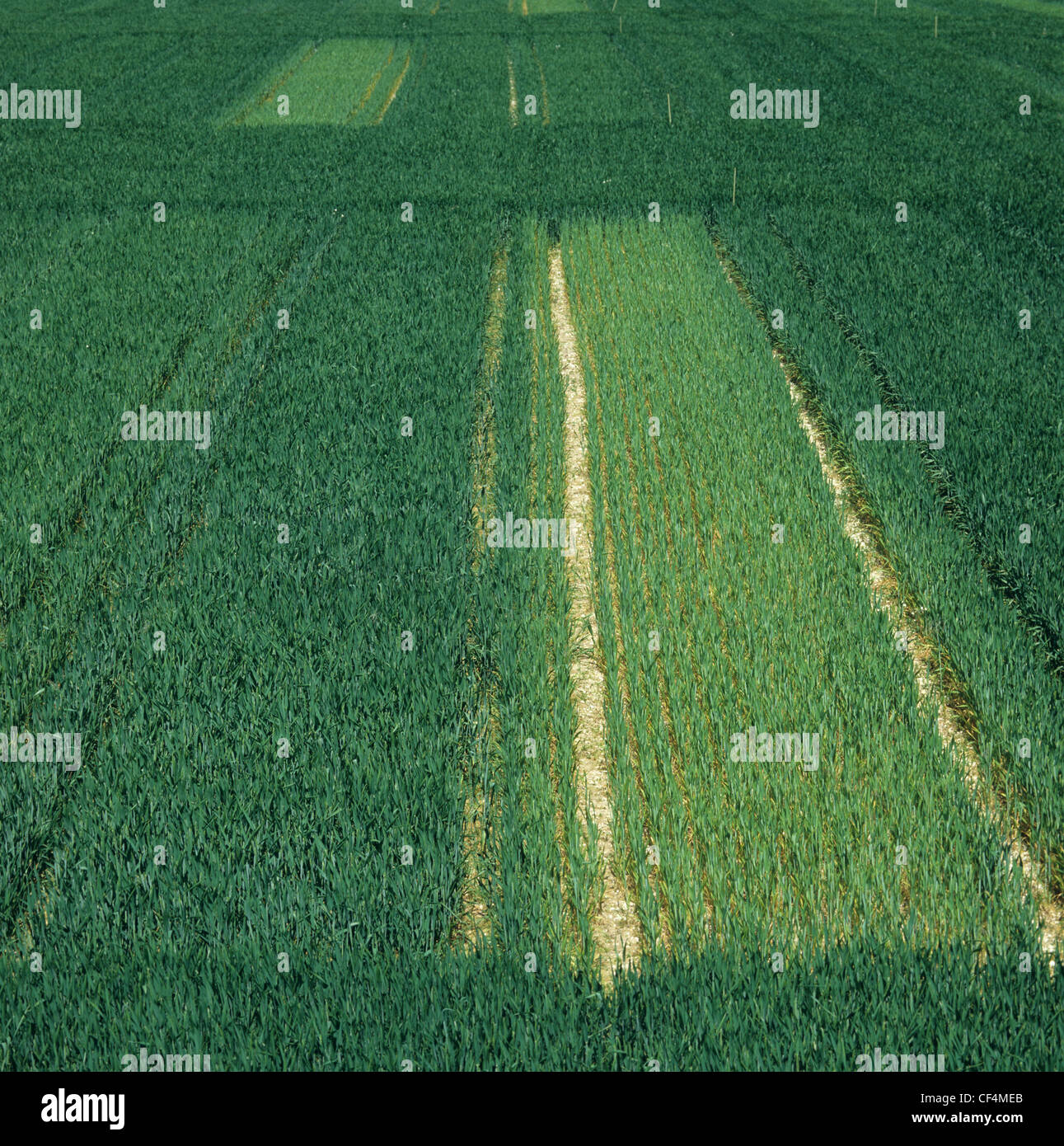 Stickstoff-Dünger geben Sie Versuch, Weizen-Plot-experiment Stockfoto