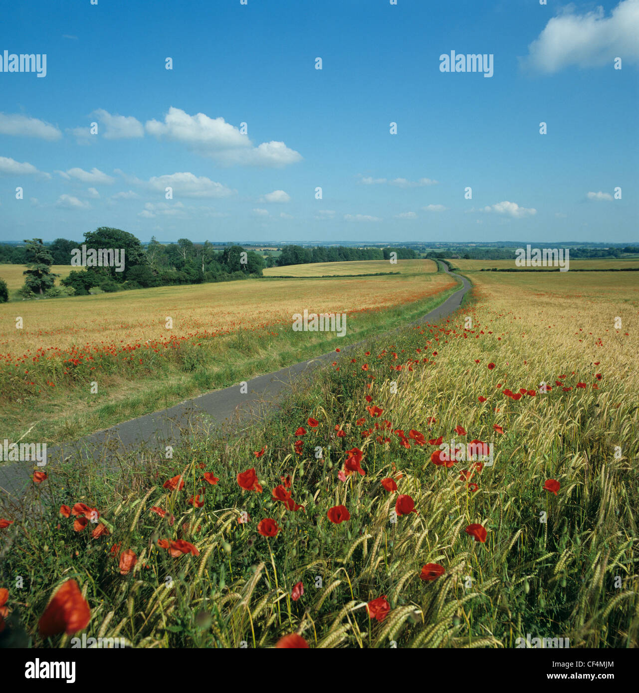 Landstraße mit Mohn Blüte auf beiden Seiten Rande der Reifen Gerste, Hampshire Stockfoto