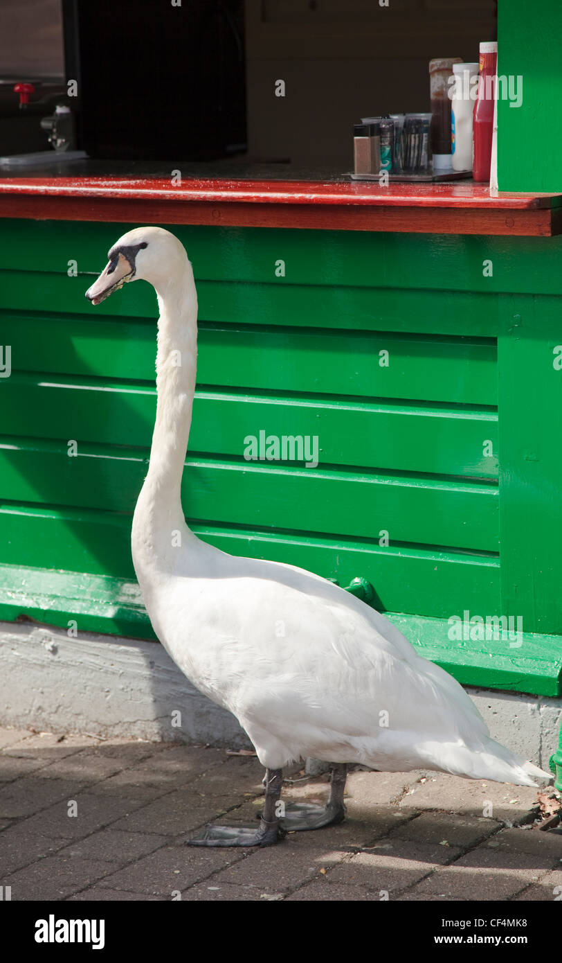 Ein großer Schwan stand neben einem Fast-Food-Stand warten darauf, von Touristen zu ernähren. Stockfoto