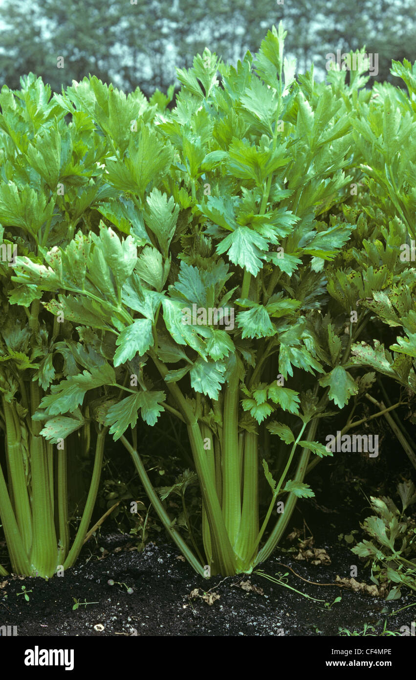 Sellerie (auch Graveolens) Pflanzen wachsen im Fenland Boden, leichte Blattflecken Infektion Stockfoto