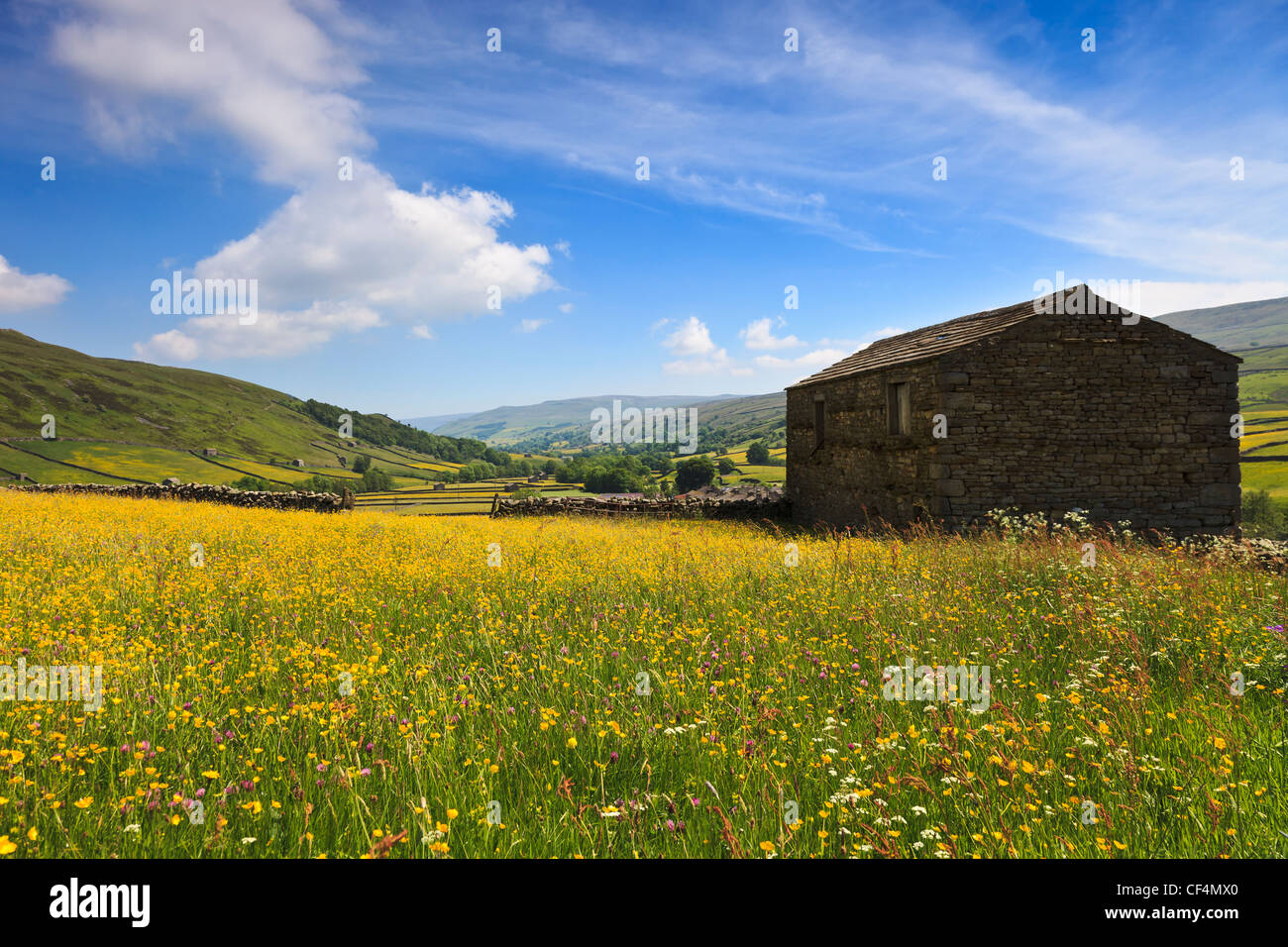 Eine Scheune in einem Feld von Schlüsselblume in Swaledale. Stockfoto