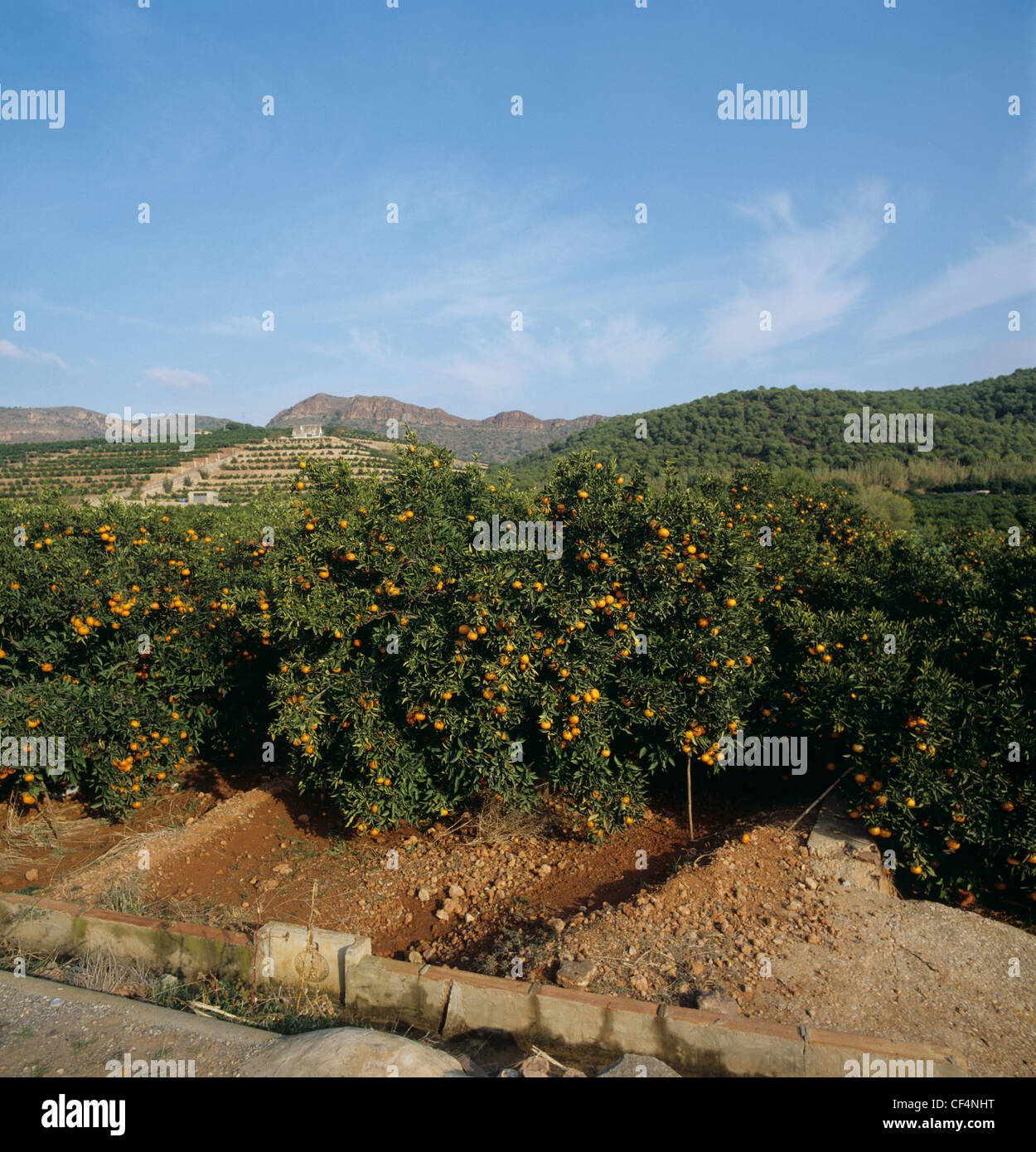 Blick auf Zitrusplantagen und Clementinenbäume in voller Frucht an einem feinen Wintertag Stockfoto