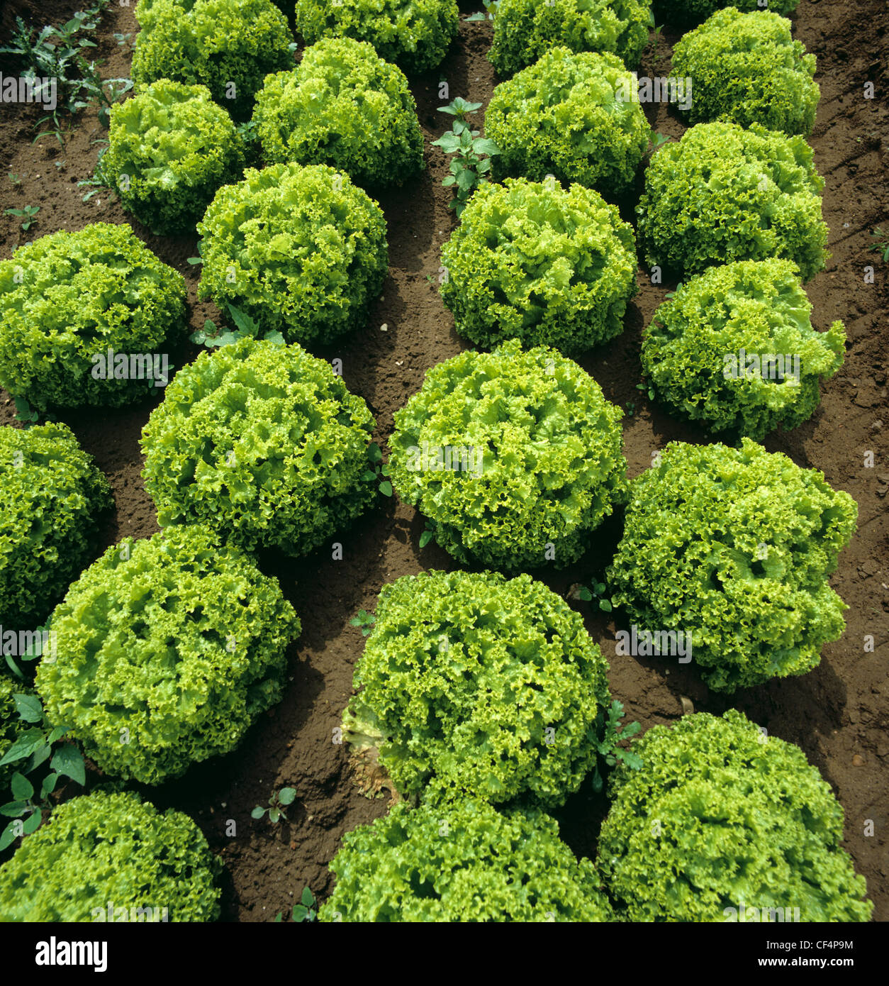 Reifen Sie Kopfsalat Pflanzen verschiedene Lollo Biondi, Deutschland Stockfoto