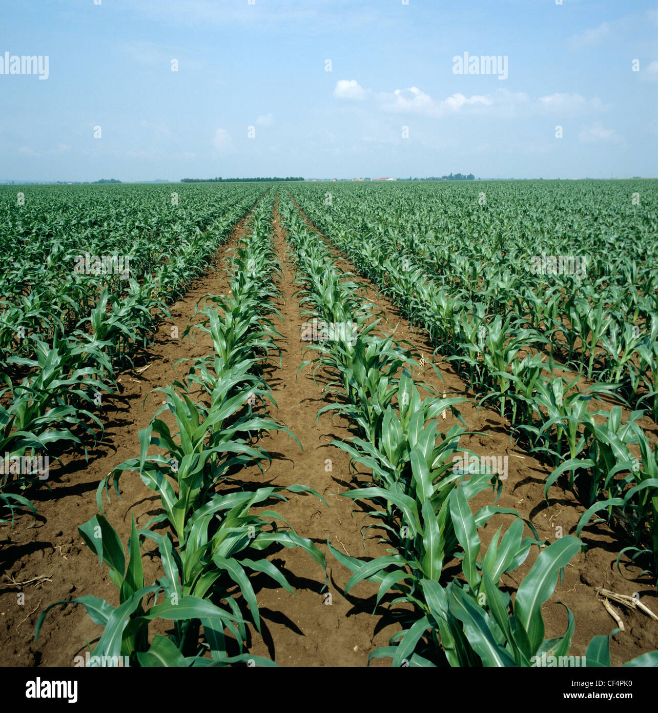 Ausgezeichnete saubere Reihen der jungen Mais oder Mais Ernte, Elsass, Frankreich Stockfoto