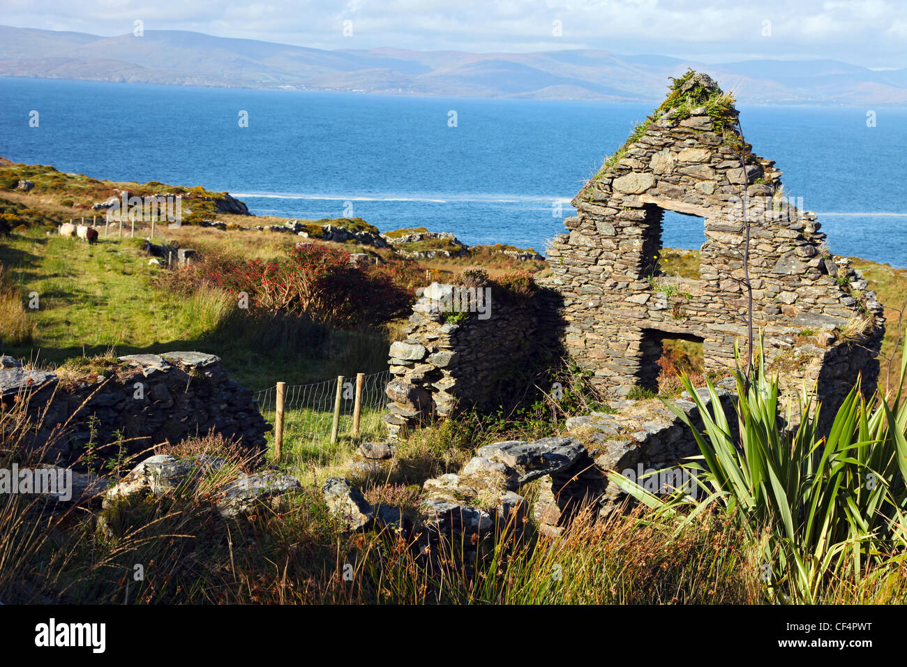 Ein zerstörtes Landhaus aus Stein auf der Beara Halbinsel an der Südwestküste von Irland. Stockfoto