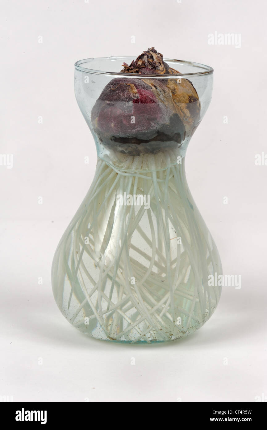 Gemeinsamen Hyazinthe (Hyacinthus Orientalis) Glühbirne und Wurzel in einem Glas wachsen Glas (Serie) Stockfoto