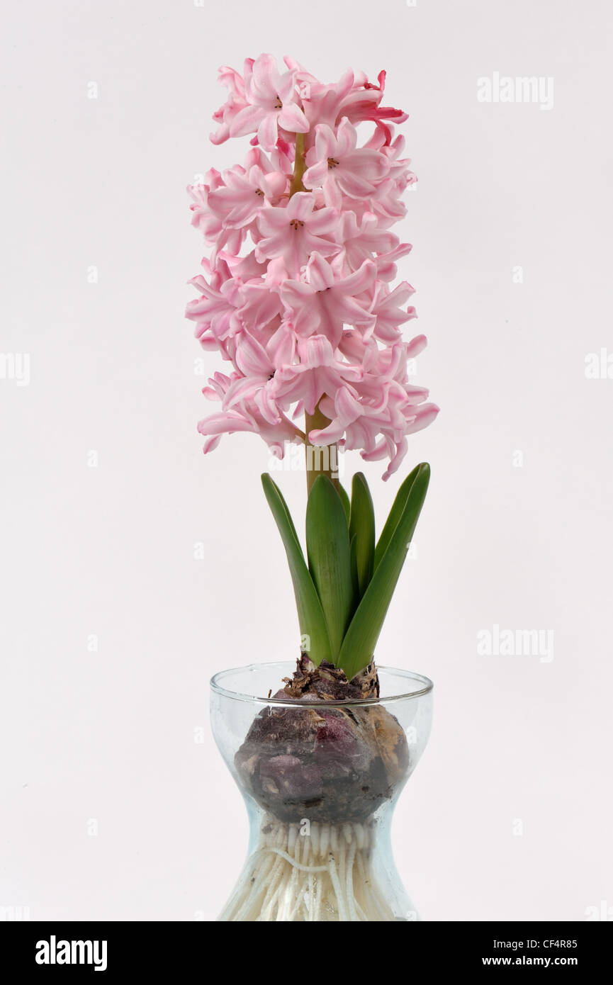 Gemeinsamen Hyazinthe (Hyacinthus Orientalis) Birne, voll rosa Blume und Wurzeln (Serie) Stockfoto