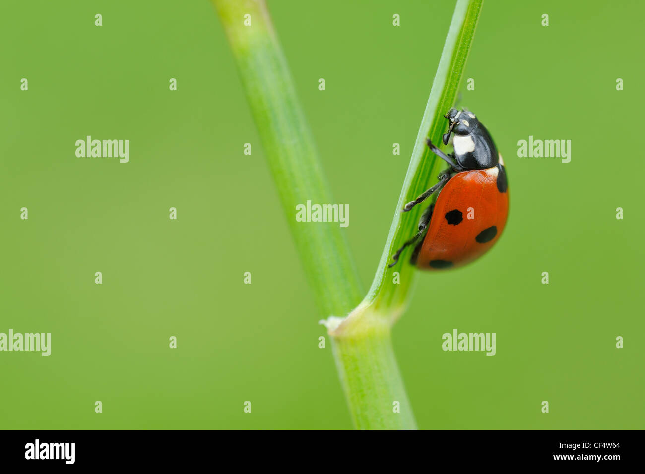 Deutschland, Bayern, Franken, sieben Punkt Marienkäfer hocken auf Stamm, Nahaufnahme Stockfoto