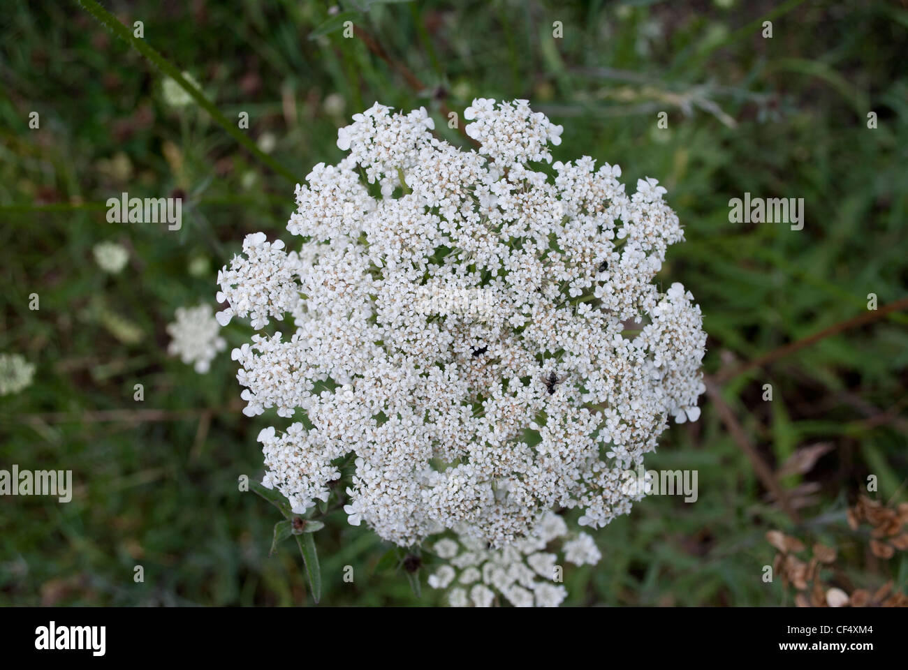 Kuh Petersilie Dolde von kleinen weißen Blüten Stockfoto