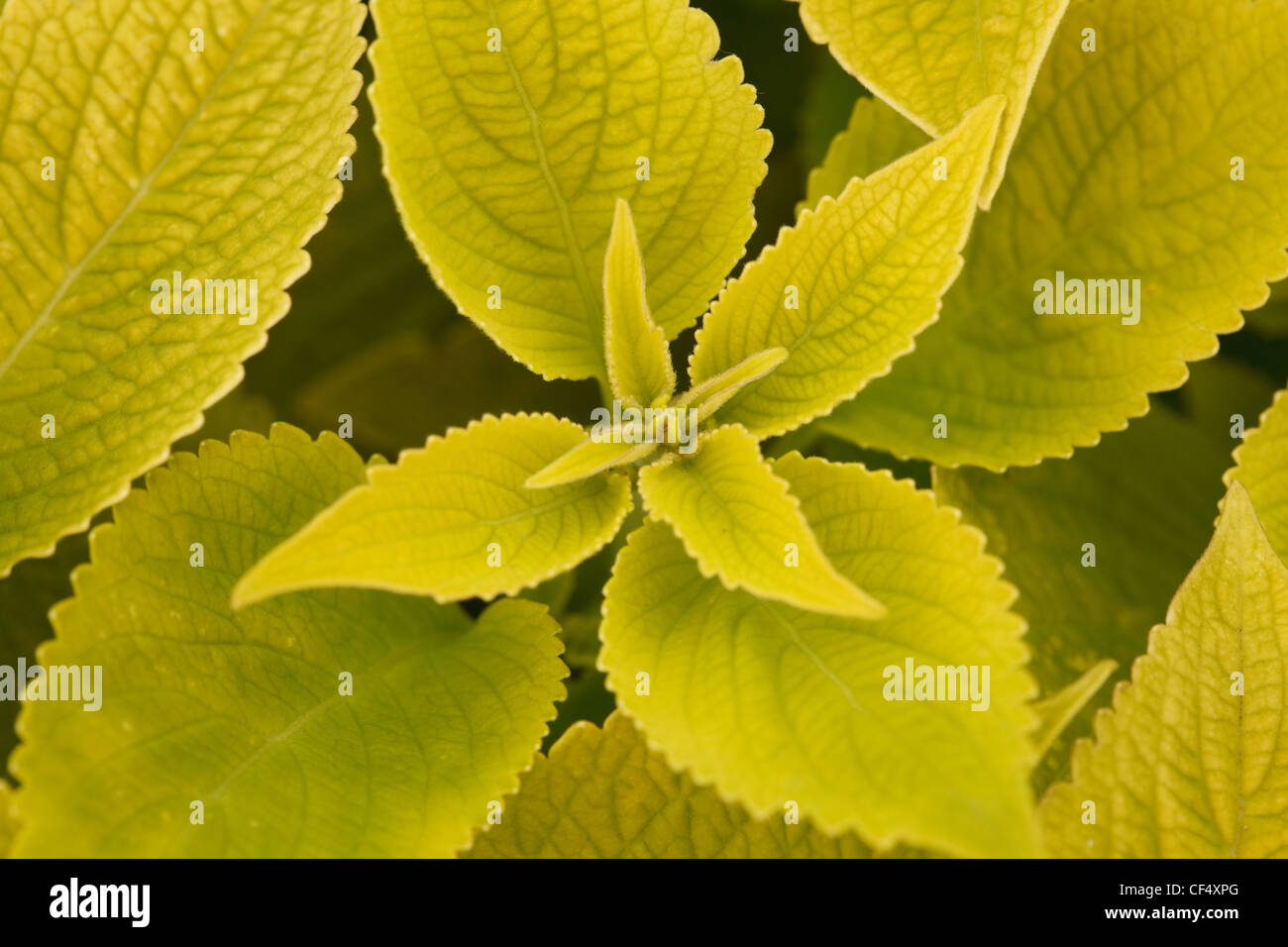 mehrere helle grüne Blatt Coleus Nahaufnahmen der Hintergrundbeleuchtung, Makro Stockfoto