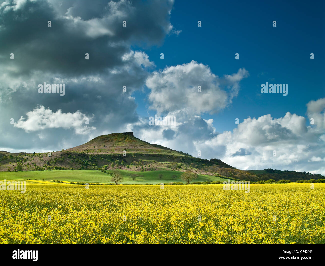 Raps Feld am Pinchinthorpe mit Blick auf Nähe Topping, einem markanten Hügel oft die Form von denen ist im Vergleich t Stockfoto