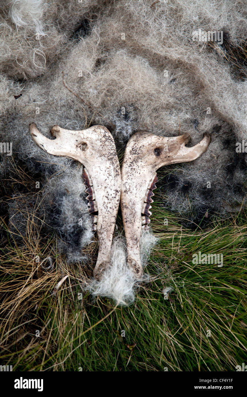 Zerlegte Schaf liegend im Feld mit Kieferknochen und Vlies verbleibenden Derbyshire Peak District England Stockfoto