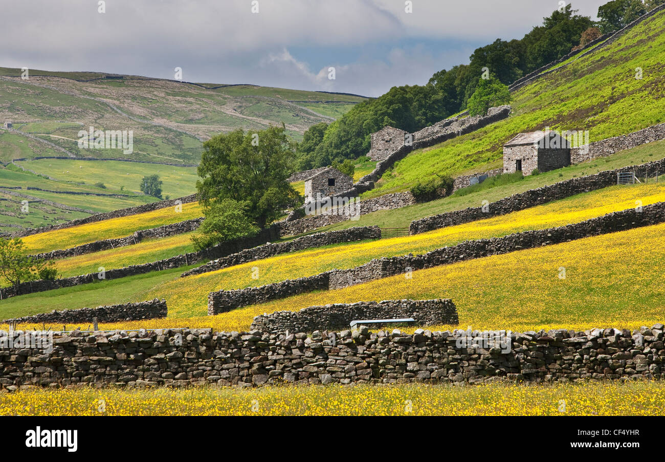 Traditionellen Trockensteinmauern und steinernen Scheunen im Swaledale in der Nähe von Muker, in den Yorkshire Dales National Park. Stockfoto