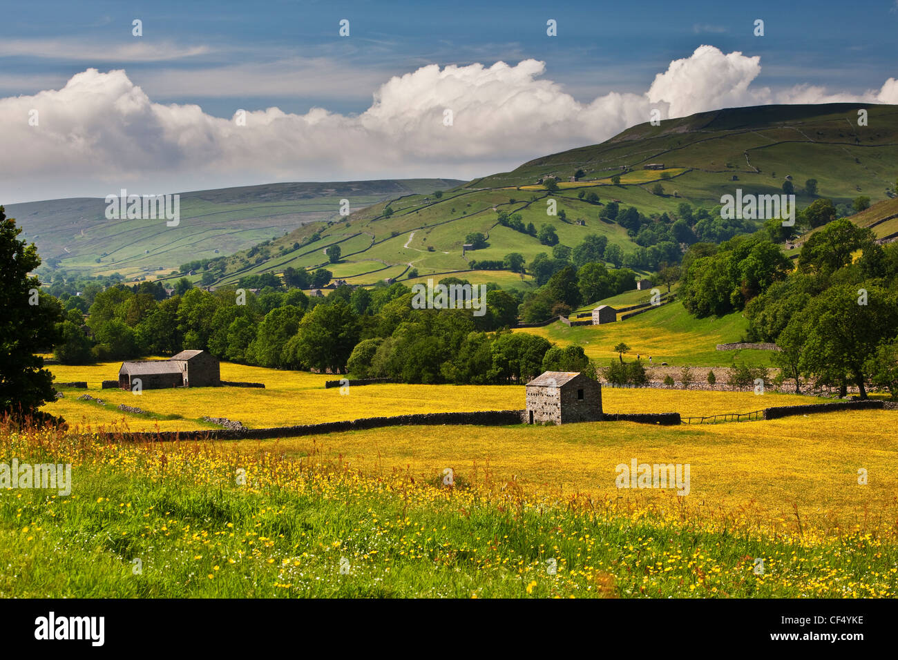 Stein Scheunen in Wildblumenwiesen in der Nähe von Muker, Swaledale, Yorkshire Dales National Park. Stockfoto