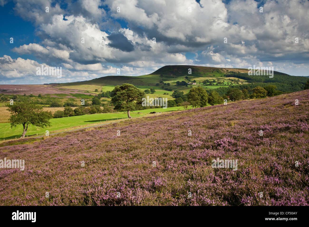 Blick über Heather in Richtung Easterside Hill in North York Moors National Park. Stockfoto