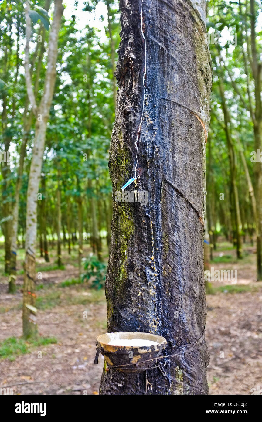SAP aus Gummibaum, Vietnam Stockfoto