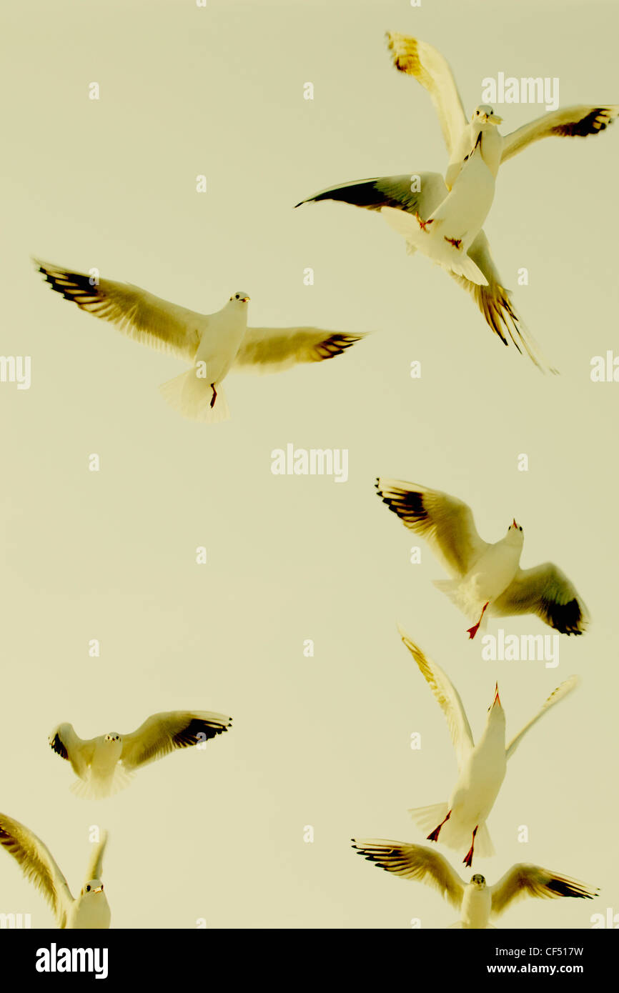 Deutschland, Hamburg, Gruppe von Möwen fliegen in den Himmel Stockfoto